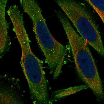 Anti-Pacs1 Antibody Produced In Rabbit Prestige Antibodies&#174; Powered by Atlas Antibodies, affinity isolated antibody, buffered aqueous glycerol solution