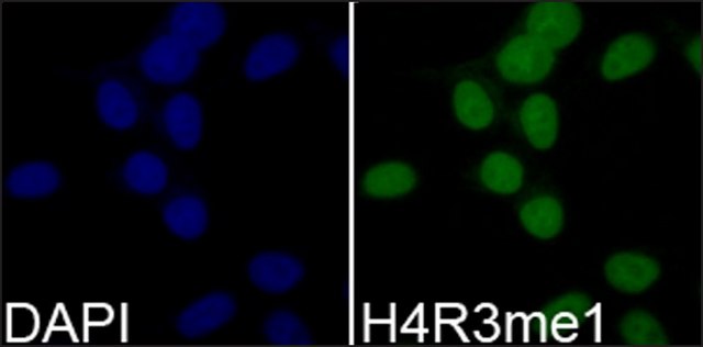 Anti-Histone H4R3me1 antibody produced in rabbit affinity isolated antibody