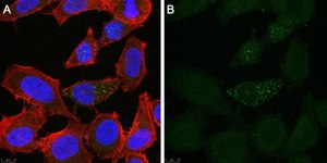 Anti-Tie-2 Antibody, clone 1C5 ZooMAb® Rabbit Monoclonal recombinant, expressed in HEK 293 cells