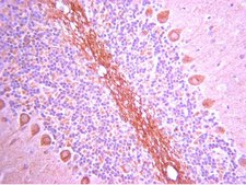 Anti-GluR1 Antibody, Recombinant, rabbit monoclonal Upstate&#174;, from rabbit