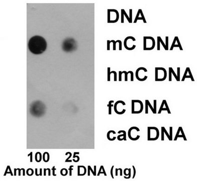 抗-5-甲基胞嘧啶(5mC)抗体,克隆EDL MC-4 clone EDL MC-4, from mouse