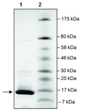 BRD2 (339-459) His tag human recombinant, expressed in E. coli, &#8805;90% (SDS-PAGE)