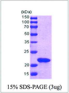 SlyD from Escherichia coli recombinant, expressed in E. coli, &#8805;95% (SDS-PAGE)