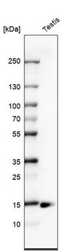 Monoclonal Anti-CTAG1B antibody produced in mouse Prestige Antibodies&#174; Powered by Atlas Antibodies, clone CL10165, purified immunoglobulin, buffered aqueous glycerol solution