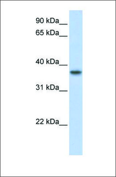 Anti-TMEM173 antibody produced in rabbit affinity isolated antibody