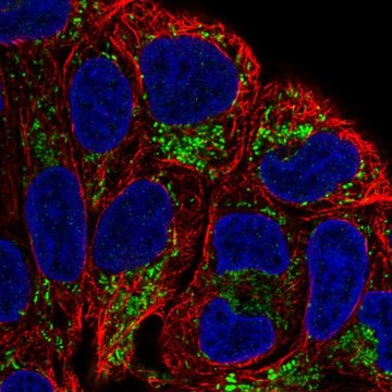 Anti-L2HGDH antibody produced in rabbit Prestige Antibodies&#174; Powered by Atlas Antibodies, affinity isolated antibody