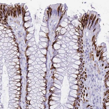 Anti-SELENOV antibody produced in rabbit Prestige Antibodies&#174; Powered by Atlas Antibodies, affinity isolated antibody, buffered aqueous glycerol solution