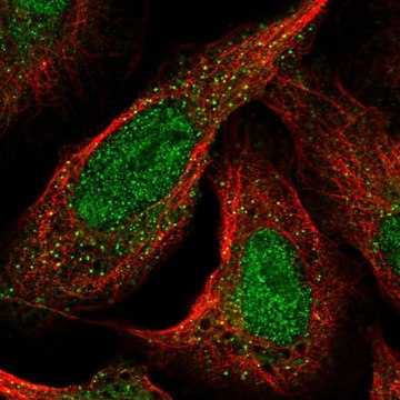 Anti-CDKL1 antibody produced in rabbit Prestige Antibodies&#174; Powered by Atlas Antibodies, affinity isolated antibody