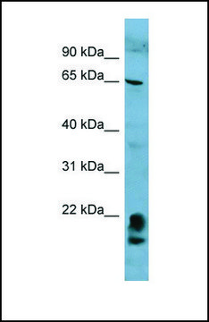 Anti-FAM134A, (N-terminal) antibody produced in rabbit affinity isolated antibody