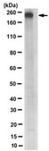 Anti-KDM5B Antibody, clone 15G8.1 clone 15G8.1, from mouse