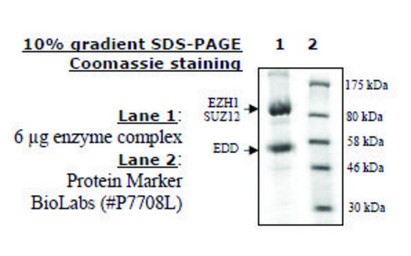 EZH1/EED/SUZ12&#160; human recombinant, expressed in baculovirus infected insect cells