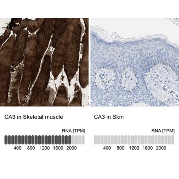 Anti-CA3 antibody produced in rabbit Prestige Antibodies&#174; Powered by Atlas Antibodies, affinity isolated antibody, buffered aqueous glycerol solution, Ab1