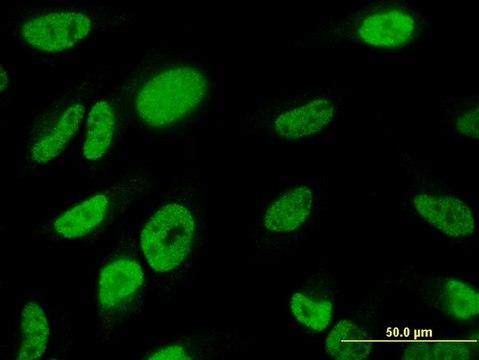 ANTI-TBX18 antibody produced in mouse clone 4D3, purified immunoglobulin, buffered aqueous solution