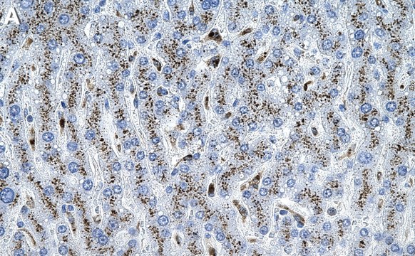 Anti-&#946; Galactosidase Antibody, clone 2C15 ZooMAb&#174; Rabbit Monoclonal recombinant, expressed in HEK 293 cells