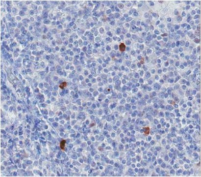 Anti-BDCA-2 Antibody, clone 10E6.1 clone 10E6.1, from mouse