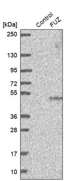 Anti-FUZ antibody produced in rabbit Prestige Antibodies&#174; Powered by Atlas Antibodies, affinity isolated antibody, buffered aqueous glycerol solution