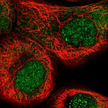 Anti-NSUN5 antibody produced in rabbit Prestige Antibodies&#174; Powered by Atlas Antibodies, affinity isolated antibody