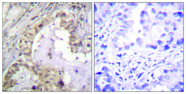 Anti-BCL-XL antibody produced in rabbit affinity isolated antibody