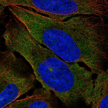 Anti-TEK antibody produced in rabbit Prestige Antibodies&#174; Powered by Atlas Antibodies, affinity isolated antibody