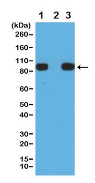 Anti-Histidine Tag Antibody, clone RM146 clone RM146, from rabbit