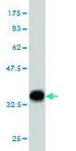 Monoclonal Anti-EHD2 antibody produced in mouse clone 2D8, purified immunoglobulin, buffered aqueous solution