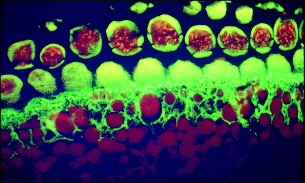 Anti-Mouse IgG (whole molecule)&#8722;Biotin antibody produced in goat affinity isolated antibody, buffered aqueous solution