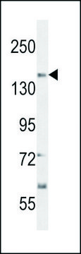 ANTI-CT117 (N-TERM) antibody produced in rabbit IgG fraction of antiserum, buffered aqueous solution