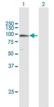 Anti-TUBGCP3 antibody produced in mouse purified immunoglobulin, buffered aqueous solution