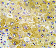 Anti-DGKQ (C-term) antibody produced in rabbit IgG fraction of antiserum, buffered aqueous solution