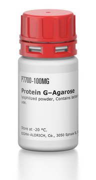 Protein&#160;G–Agarose lyophilized powder, Contains lactose stabilizers that must be removed prior to use.