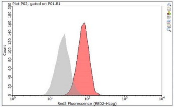 Anti-Actin Antibody, Alexa Fluor&#8482; 647 Conjugate from rabbit, ALEXA FLUOR&#8482; 647