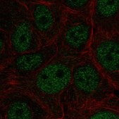 Anti-E4F1 antibody produced in rabbit Prestige Antibodies® Powered by Atlas Antibodies, affinity isolated antibody