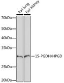 Anti-15-PGDH/HPGD Antibody, clone 2X4N7, Rabbit Monoclonal