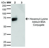 Monoclonal Anti-Hexanoyl-Lysine adduct-Allophycocyanin antibody produced in mouse clone 5E8