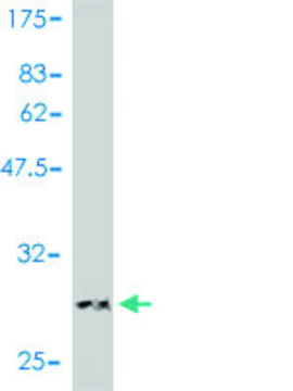 Monoclonal Anti-LAMC1 antibody produced in mouse clone 2E6-B4, purified immunoglobulin, buffered aqueous solution