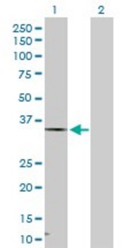 Anti-HSD17B7 antibody produced in rabbit purified immunoglobulin, buffered aqueous solution