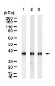 Anti-PRPS1 Antibody, clone 2D21 ZooMAb® Rabbit Monoclonal recombinant, expressed in HEK 293 cells