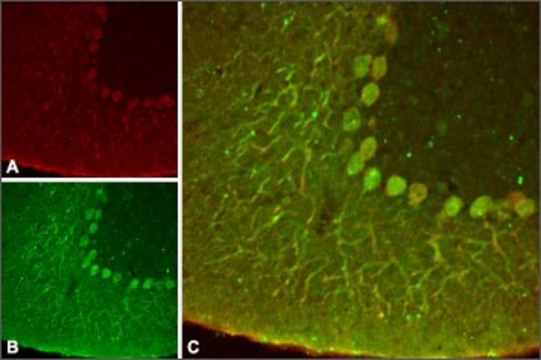 Anti-Potassium Channel K2P4.1 (TRAAK) antibody produced in rabbit affinity isolated antibody, lyophilized powder