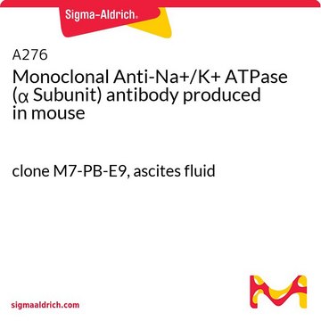 单克隆抗-Na+/K+ ATPase（&#945;亚基） 小鼠抗 clone M7-PB-E9, ascites fluid