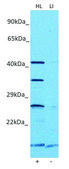 Anti-NTNG1 (C-terminal) antibody produced in rabbit affinity isolated antibody