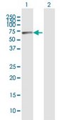 Anti-RBM15 antibody produced in mouse IgG fraction of antiserum, buffered aqueous solution