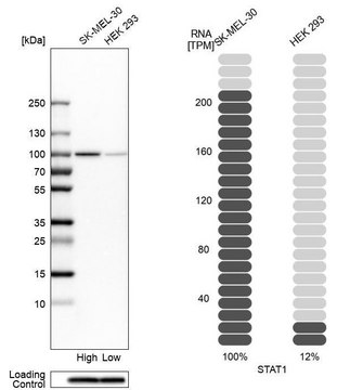 抗-STAT1 兔抗 Ab2, Prestige Antibodies&#174; Powered by Atlas Antibodies, affinity isolated antibody, buffered aqueous glycerol solution