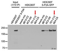 Anti-SARS-CoV-2 Spike RBD Antibody, clone 7D1-C12