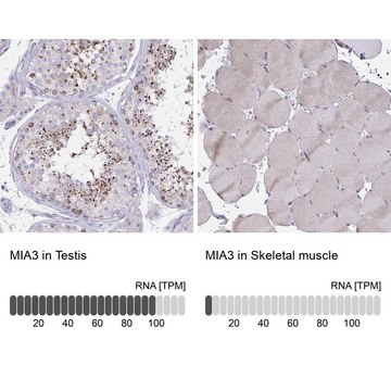 Anti-MIA3 antibody produced in rabbit Prestige Antibodies&#174; Powered by Atlas Antibodies, affinity isolated antibody, buffered aqueous glycerol solution