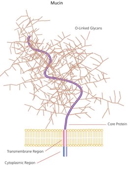 Mucin from bovine submaxillary glands Type I-S