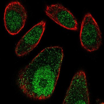 Anti-FBXO27 antibody produced in rabbit Prestige Antibodies&#174; Powered by Atlas Antibodies, affinity isolated antibody