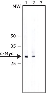 抗-c-Myc clone 9E10, purified from hybridoma cell culture