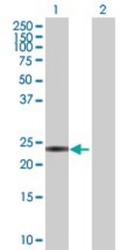 Anti-CIDEA antibody produced in rabbit purified immunoglobulin, buffered aqueous solution