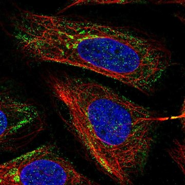 Anti-MICB antibody produced in rabbit Prestige Antibodies&#174; Powered by Atlas Antibodies, affinity isolated antibody