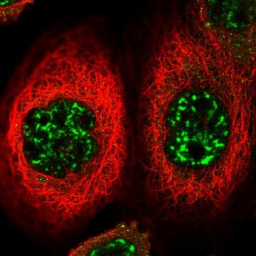 Anti-FOXO4 antibody produced in rabbit Prestige Antibodies&#174; Powered by Atlas Antibodies, affinity isolated antibody